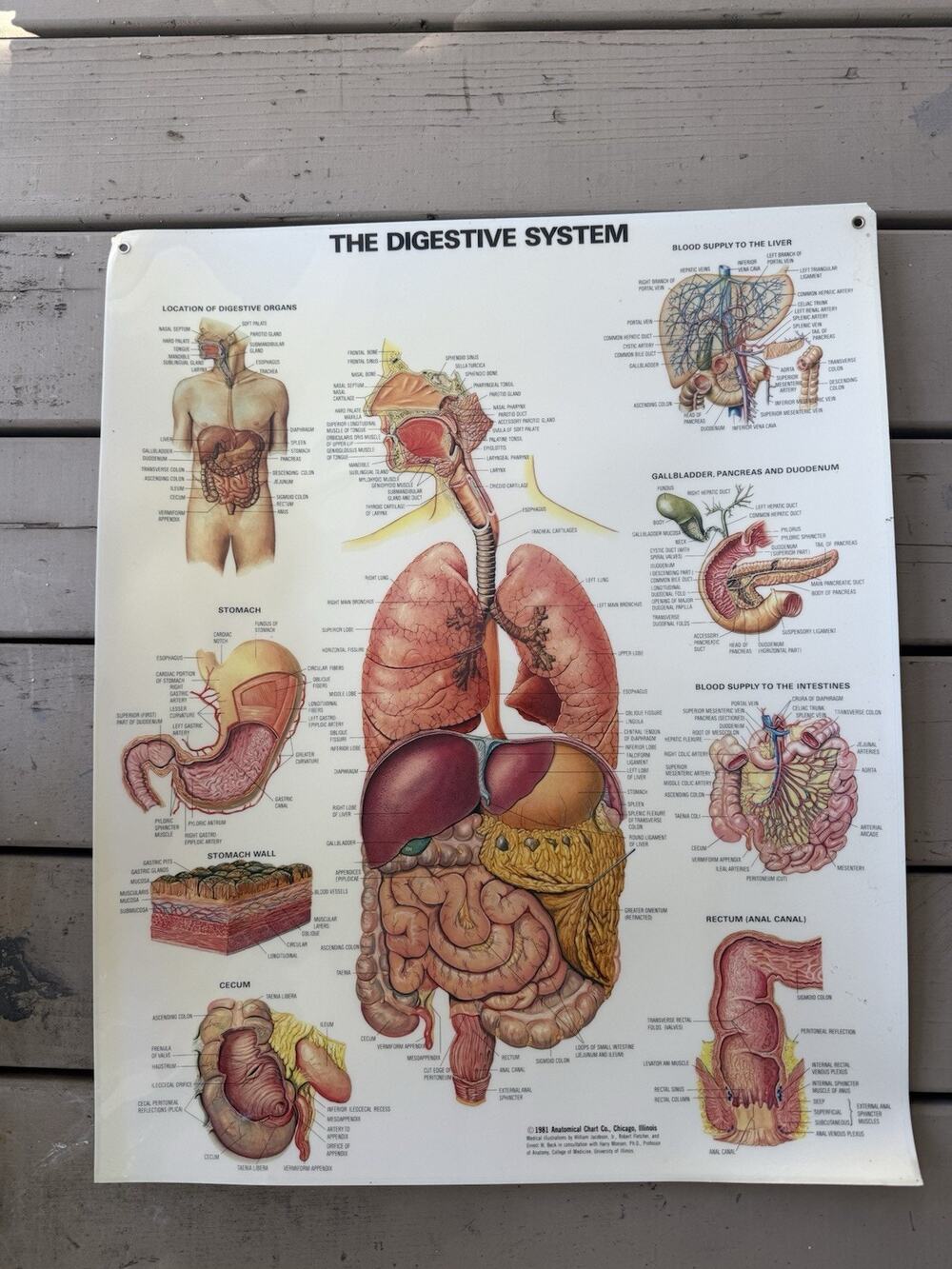 Vintage 1981 The Digestive System Anatomical Chart Co Medical Poster 20x26